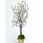 Arvore Cerejeira Branca